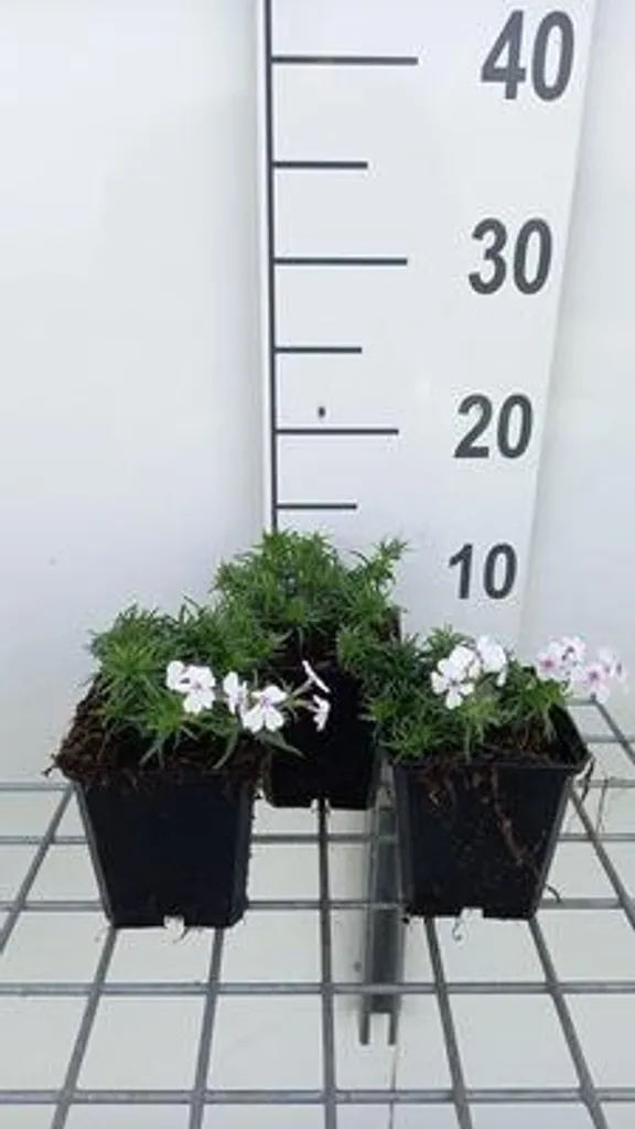 Phlox vivace Amazing Grace couvre-sol lot de 6 godets de 9cm