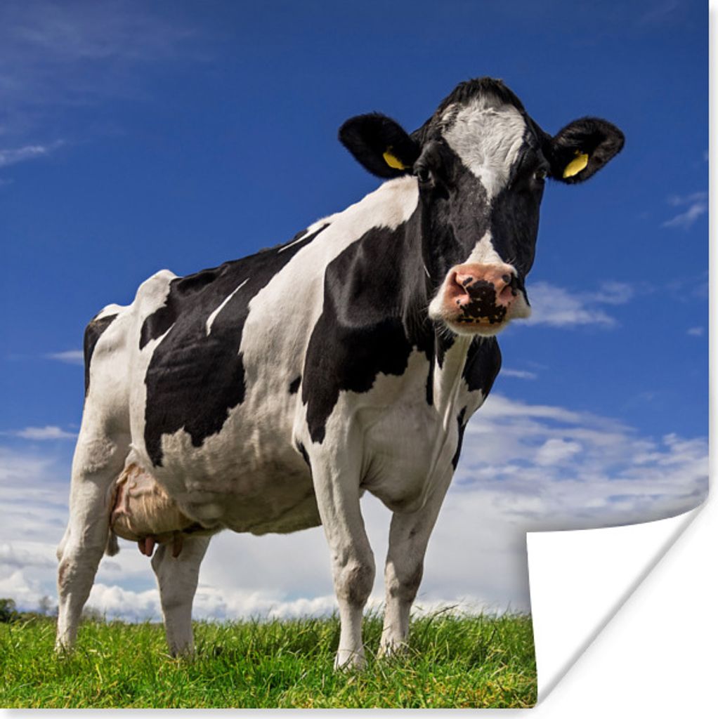 MuchoWow Poster Kuh - Gras - Blau - Tiere 30x30 cm - Wandposter - Printing