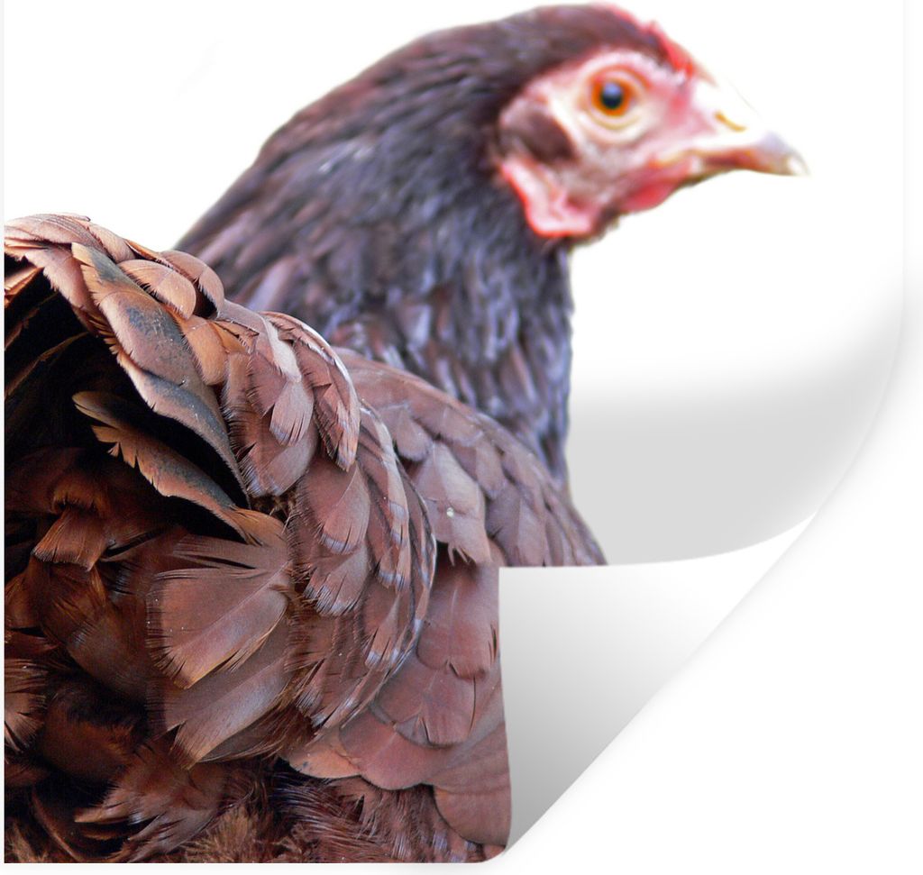 MuchoWow Wandtattoo Wandsticker Wandaufkleber Rückansicht eines Huhns 30x30 cm Selbstklebend und Repositionierbar - Repositionierbar - Wasser ab...