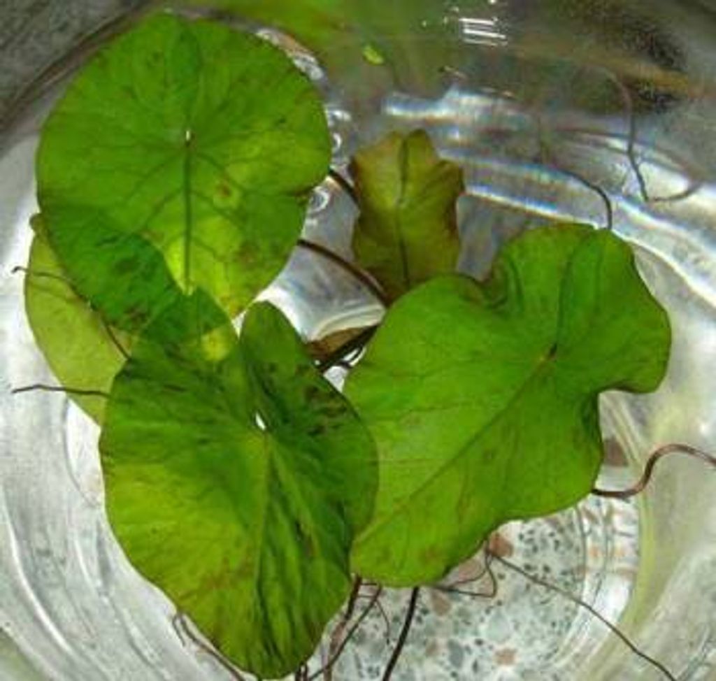 3 grüner Tigerlotus ca. 5 cm Austrieb und Knolle Produktbild 