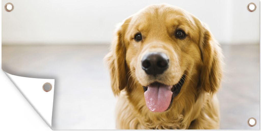 MuchoWow 160x80 cm Outdoor-Poster Gartendeko Sichtschutz Garten Poster für den Garten Porträt eines superschönen Golden Retrievers
