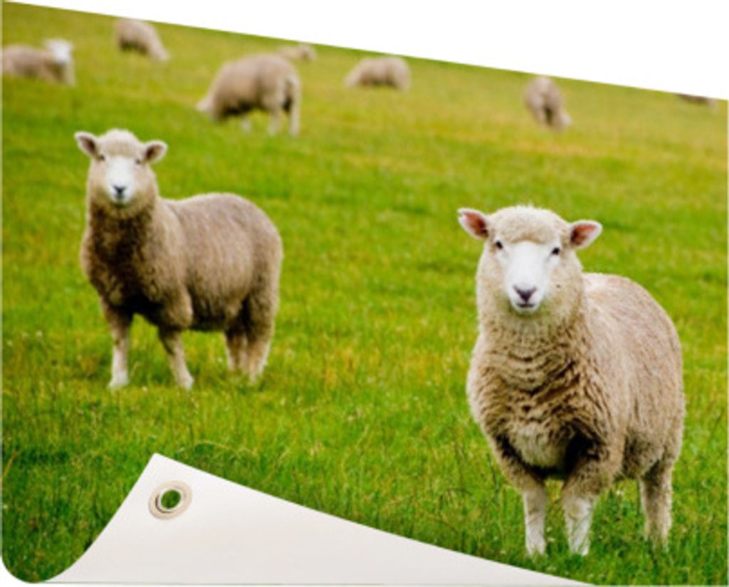 Gartenposter - 120x80 cm - Schafe auf einer Wiese - Modernes Wandbilder - NutzTierposter