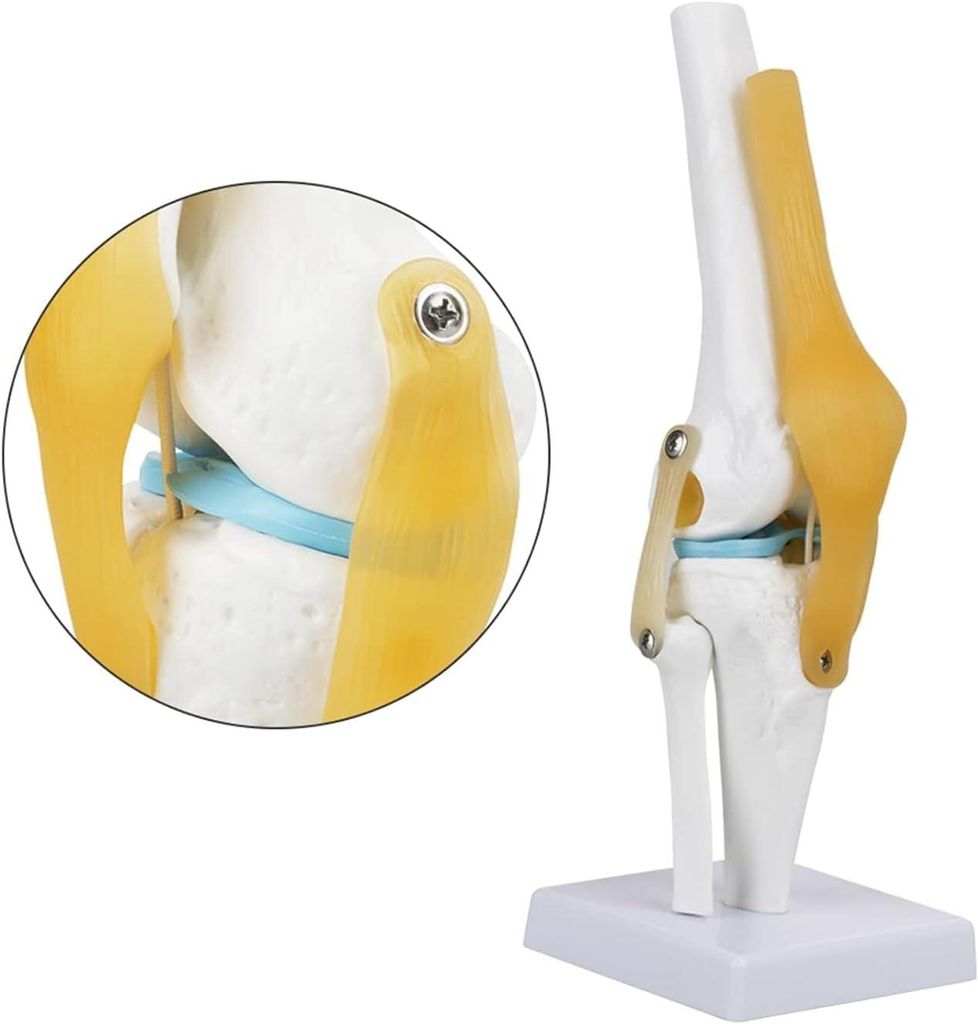Anatomický model kostry, model kolenního kloubu, výukové Obrázek produktu 