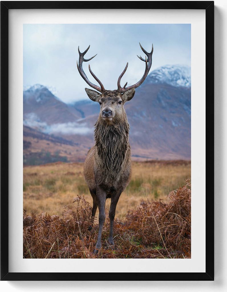 Ein stattlicher Hirsch auf einer Berglichtung– Wandbild mit Rahmen – Gerahmtes Bild – Wanddekoration – 60x80 cm – Schwarz Rahmen