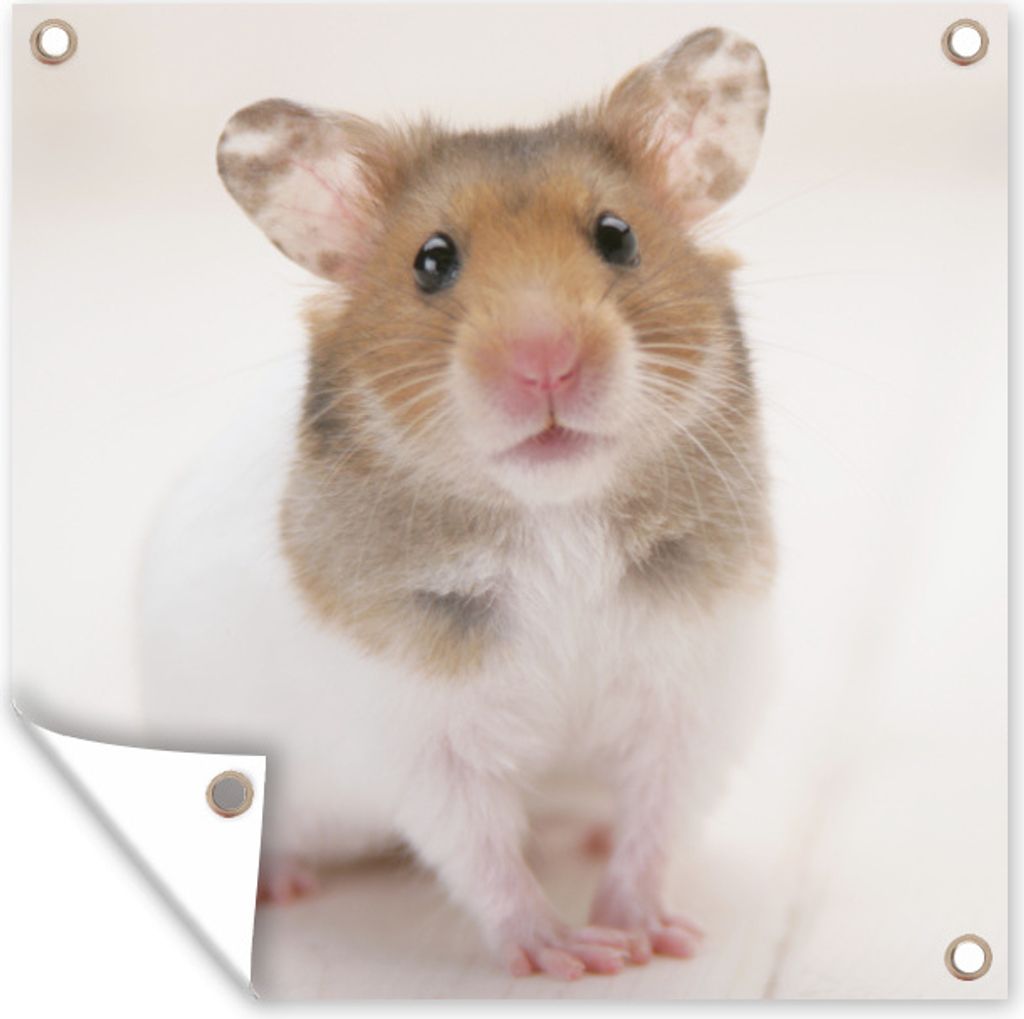 MuchoWow 100x100 cm Outdoor-Poster Gartendeko Sichtschutz Garten Poster für den Garten Stehender brauner und weißer Hamster