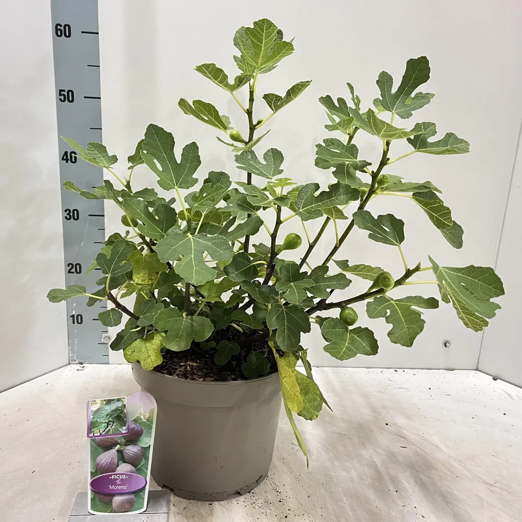 Figuier Morena en pot 50/60cm : Arbre fruitier autofertile pour jardin