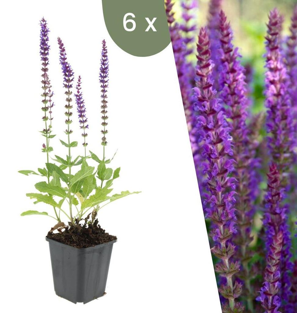 Plants by Frank | 6 Salbei Pflanzen | Salvia Nemorosa Produktbild 