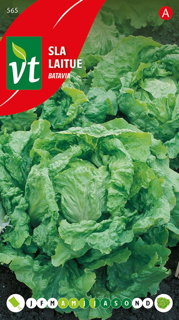 Kopfsalat Batavia Samen - Ca. 3 gr | VT_565 Produktbild 