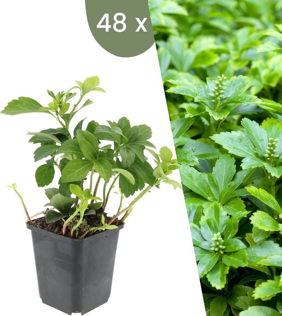 Plants by Frank | 48 Ysander Pflanzen | Pachysandra terminalis 'Green Carpet' | Bodendecker Winterhart | Stauden Winterhart | Gartenpflanzen