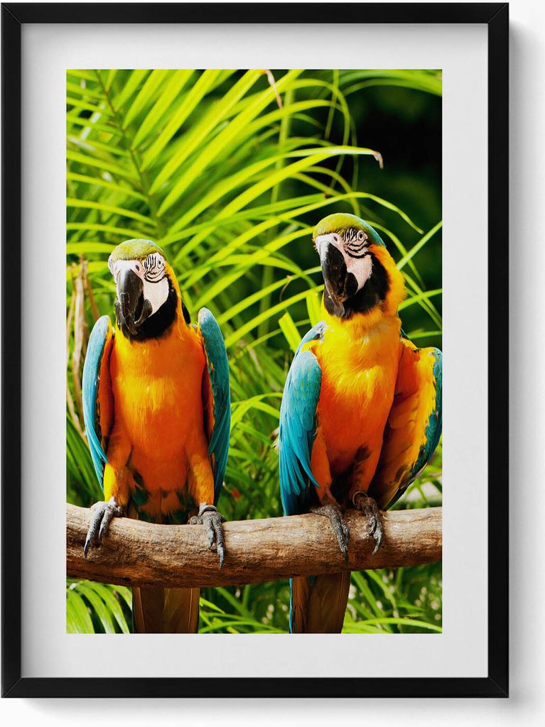 Zwei bunte Ara-Papageien im Dschungel– Wandbild mit Rahmen – Gerahmtes Bild – Wanddekoration – 50x70 cm – Schwarz Rahmen