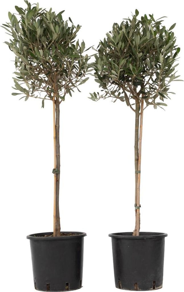 Two potted olive trees are shown against a white background.