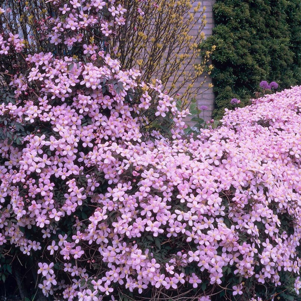 Bloomique - 2er-Set - Clematis Montana Rubens - Waldrebe - Hellrosa - Kletterpflanzen - Gartenpflanzen - Winterhart - 50-70 cm Hoch - Topf 15 cm