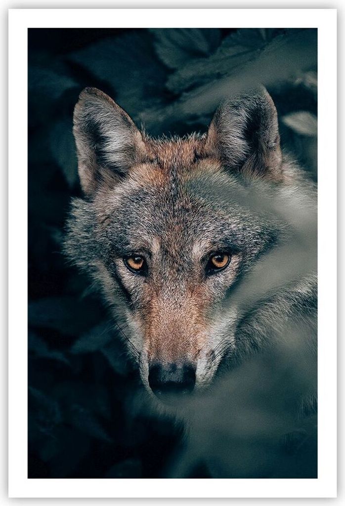 Poster - Poster ohne Rahmen - Wolf Wald Raubtier - 61x91,5 cm - Wand Bild - Wanddeko - Wandbilder - Kunstposter - Wandposter - Bilder - Kunstdruck ...