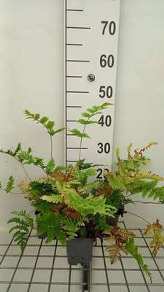 6 x Dryopteris goldiana - Goldies Wurmfarn - Topf 9 x 9 cm