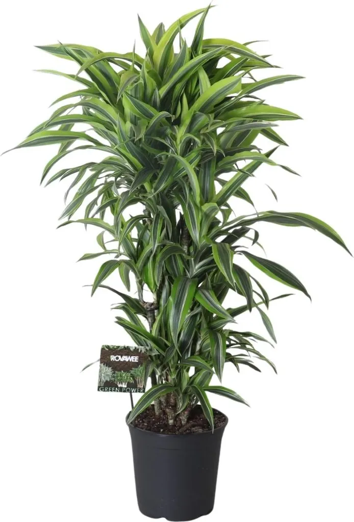 Dracaena Lemon Lime 120 cm - Décoration végétale pour bureau et loft