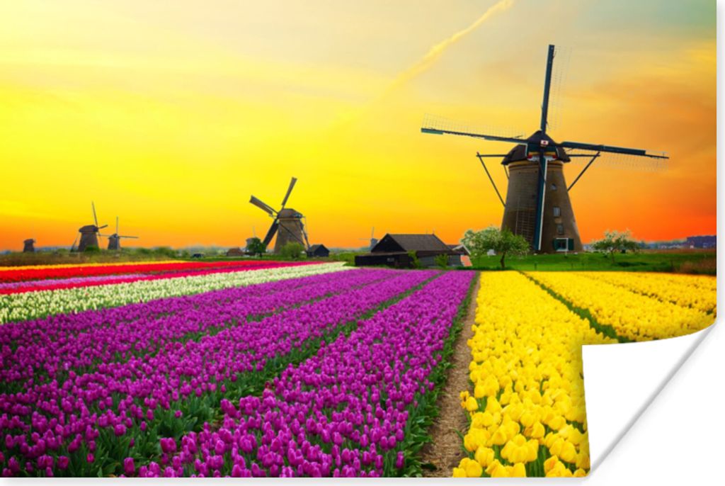 MuchoWow Poster Windmühle - Tulpen - Blumen - Frühling 180x120 cm - Fotoplakat