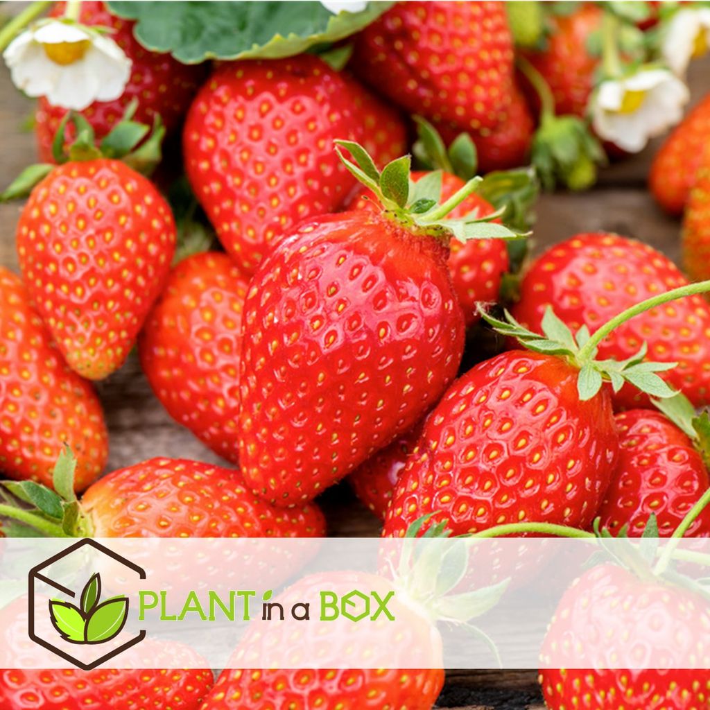 Plant in a Box Fragaria x ananassa Roman Kaufland.de Plant in a Box Fragaria x ananassa Roman Kaufland.de