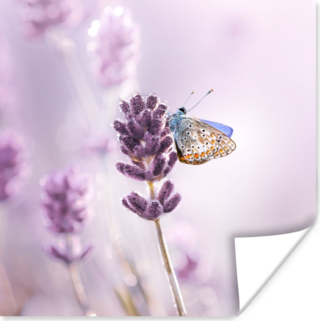 MuchoWow Poster Lavendel - Schmetterling - Nahaufnahme - Lila 75x75 cm - Wand Dekoration