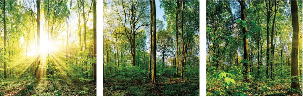 3er Set Wandbild je 30x30cm Glasbild Wald Natur Sonne Landschaft Wanddeko Baum
