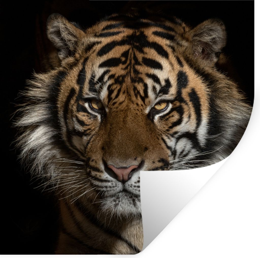 MuchoWow Wandtattoo Wandsticker Wandaufkleber Tiger - Wilde Tiere - Porträt 50x50 cm Selbstklebend und Repositionierbar - Selbstklebend - Fotota...