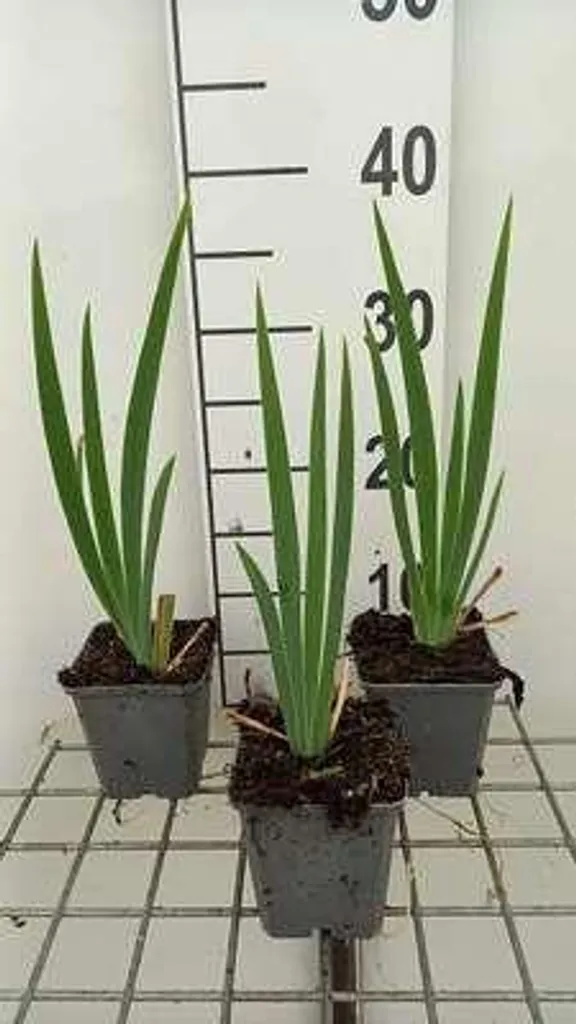 Iris St. Crispin à floraison intense lot de 6 godets de culture 9 cm