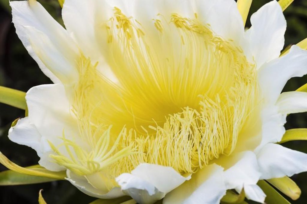 Drachenfrucht Pitahaya Kaktus - 30 Samen Produktbild 