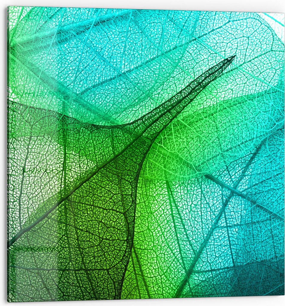 DEQORI Küchenrückwand Glas 60x60 cm 'Durchleuchtete Blätter' Spritzschutz Bad Rückwand