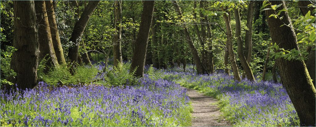 Wallario selbstklebendes Poster - Wiese voller blauer Hasenglöckchen im Wald, Größe: 50 x 125 cm