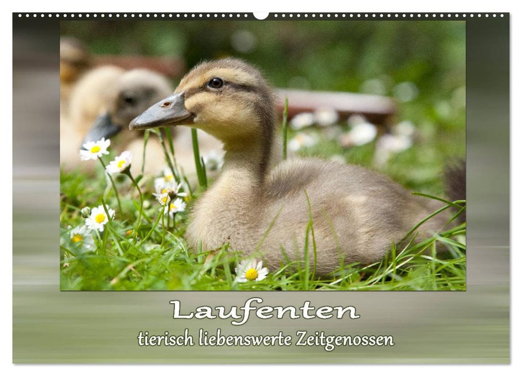 Laufenten - tierisch liebenswerte Zeitgenossen (Wandkalender 2027 DIN A2 quer), CALVENDO Monatskalender