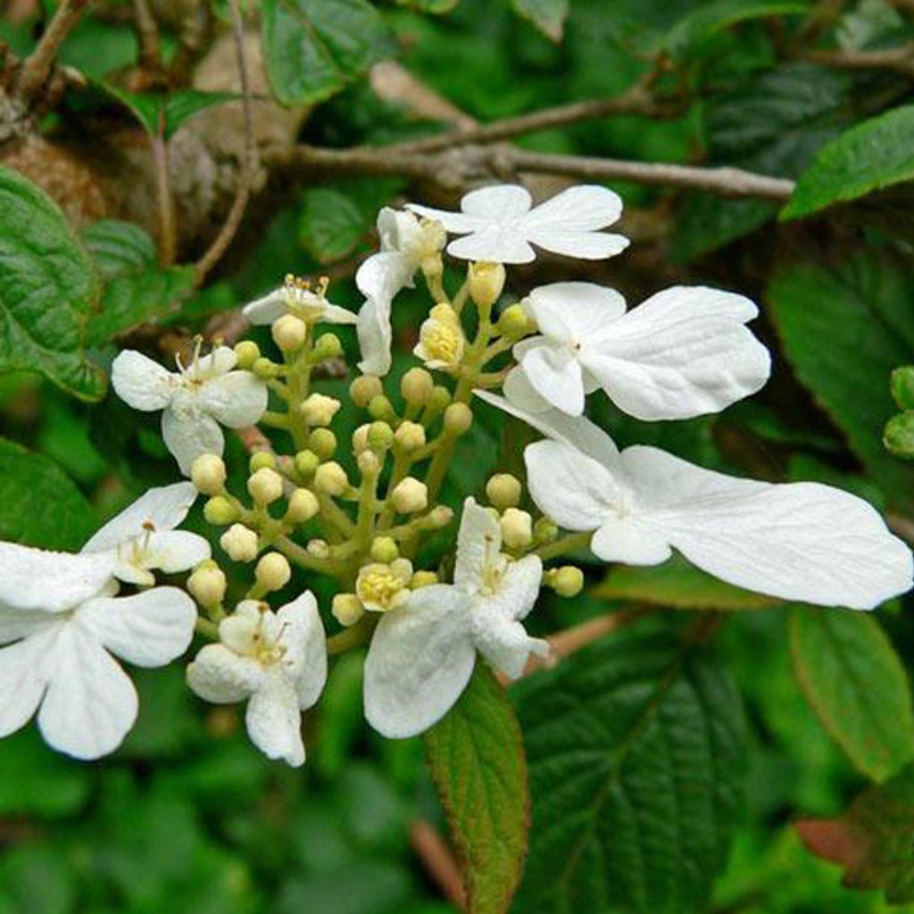 2 x  Schneeball  - Viburnum plicatum 'Summer Snowflake'  | Produktbild 