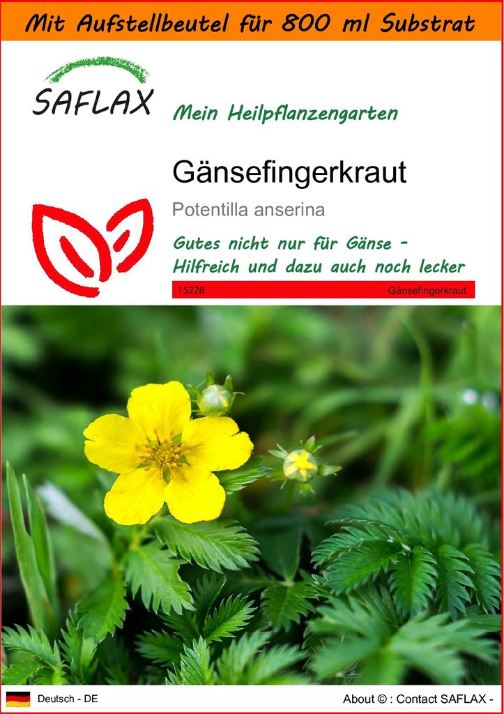 SAFLAX - Garden in the Bag - Heilpflanzen - Gänsefingerkraut - 20 Samen - Mit Anzuchtsubstrat im praktischen, selbst aufstellenden Beutel - Potent...