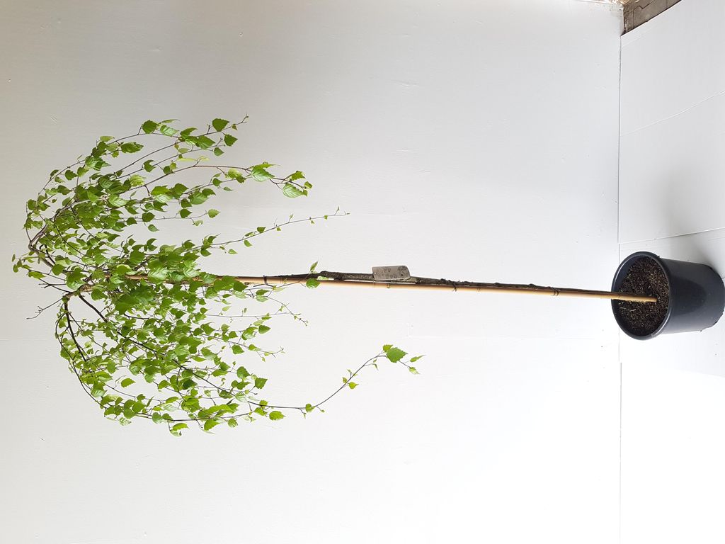 Trauerbirke ‘Youngii’ 160–170 cm – Betula pendula Produktbild 