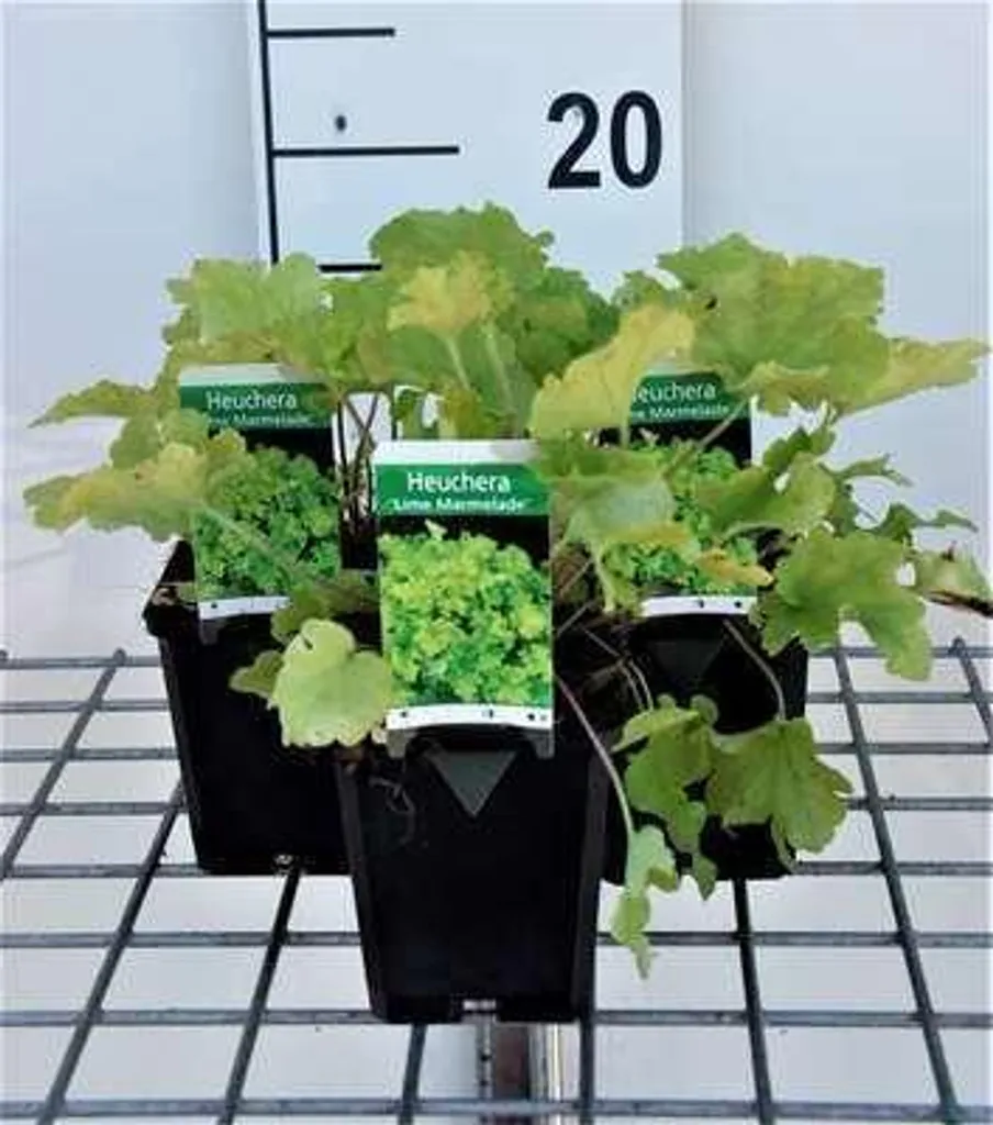 Aménagez vos bordures avec 6 Heuchera Lime Marmalade en pot 9 cm