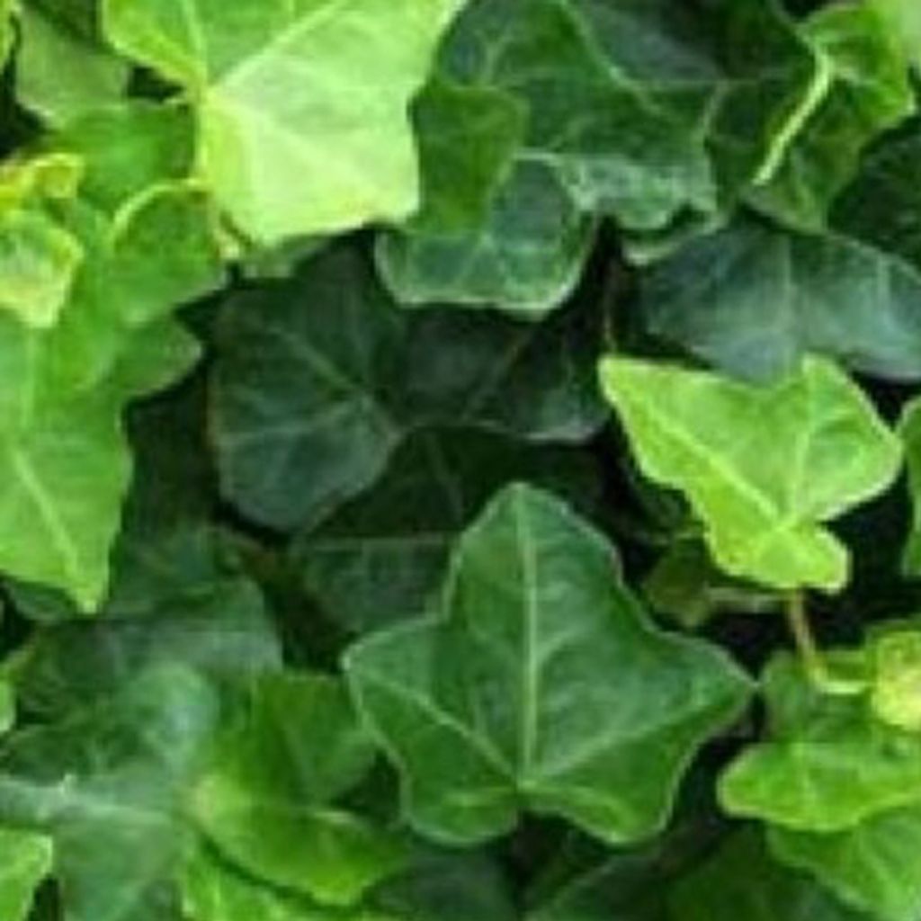 2 x Efeu hibernica - Hedera hibernica | 60-80 cm in Container