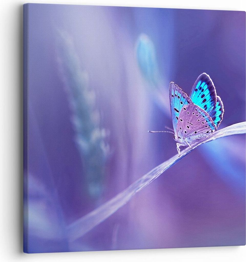 Bild auf Leinwand - Leinwandbild - Schmetterling Natur - 30x30cm - Wand Bild - Wanddeko - Wandbilder - Leinwanddruck - Bilder - Kunstdruck - Wandde...
