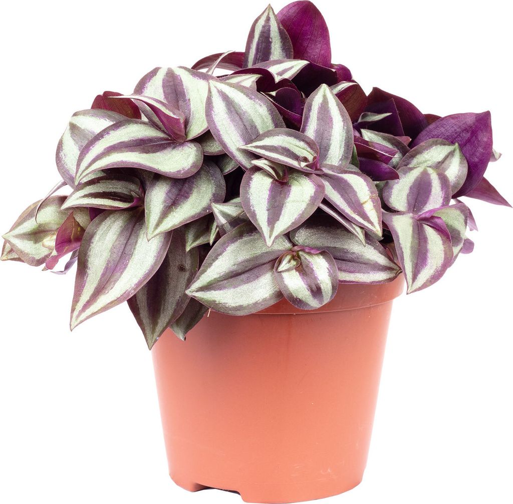 Zebrakraut "Smit Silver Sicilian" - Tradescantia zebrina - Produktbild 