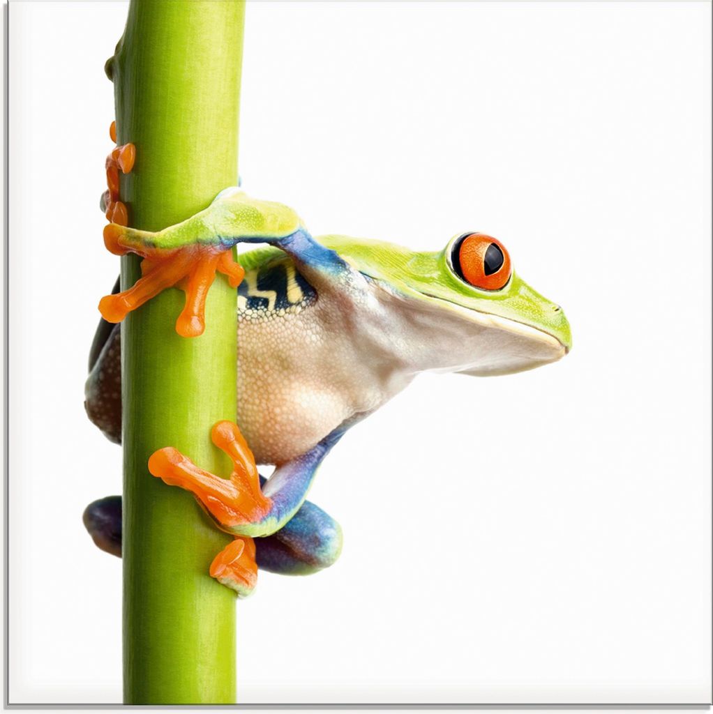 ARTland Glasbild Frosch umfasst einen Pflanzenstengel Größe: 20x20 cm