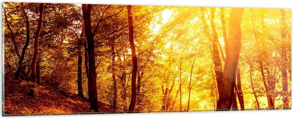 Bilder auf glas - Wald Baum Natur - 90x30cm - Glasbilder - Wandbilder - Kunstdruck - zum Aufhängen bereit - Wanddekoration aus Glas - Glas Bilder ...