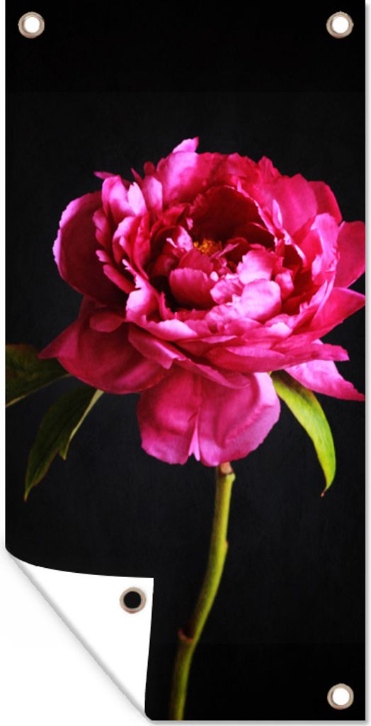 MuchoWow 40x80 cm Outdoor-Poster Gartendeko Sichtschutz Garten Poster für den Garten Dunkelrosa Pfingstrose