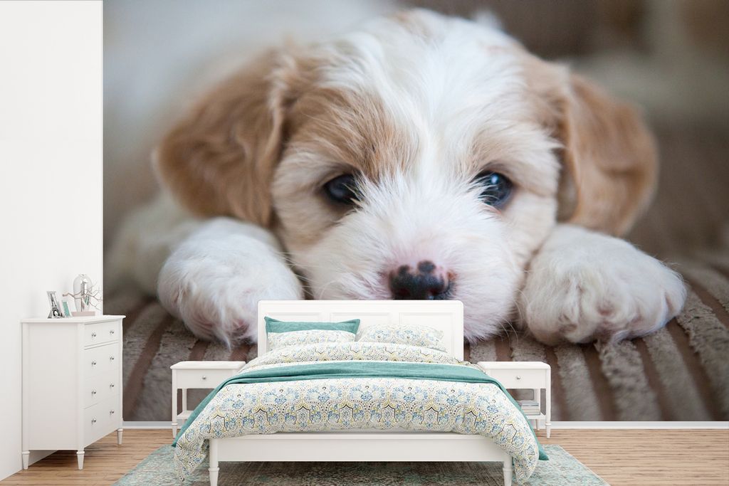 MuchoWow Fototapete für Wohnzimmer oder Schlafzimmer Wandtapete Vinyl Motivtapete Nahaufnahme eines Cavachon-Welpen - 390x260 cm - Papiertapete