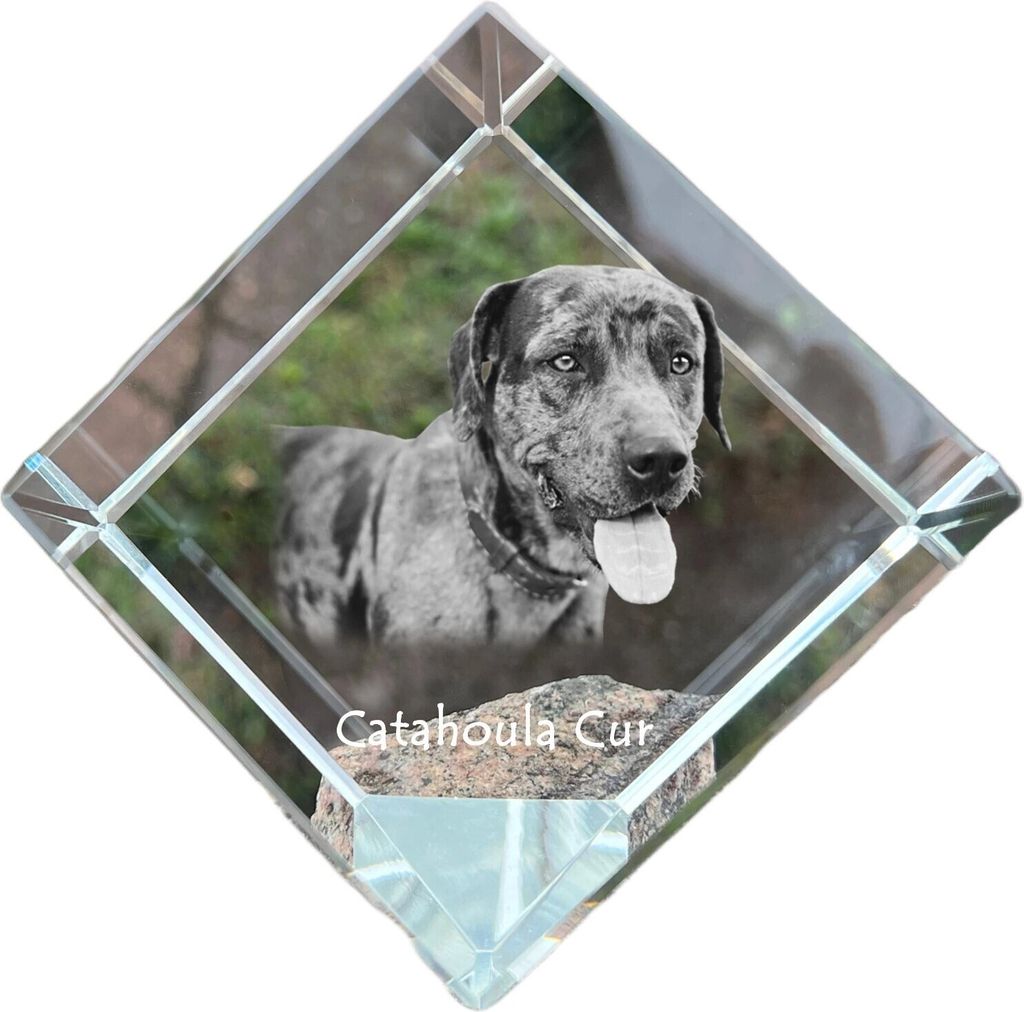 Catahoula Leopard Dog, Catahoula Cur - Kristallwürfel mit Bild, Pferdebild im Kristall, sechseckiger Papierclip der Marke Art-Dog