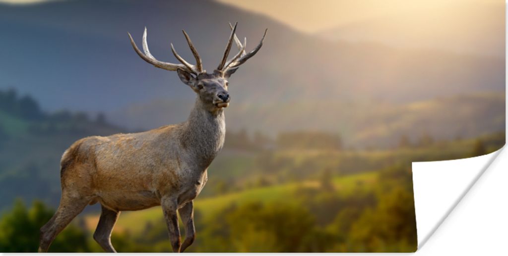 MuchoWow Poster Hirsche - Berg - Gras - Sonnenuntergang - Tiere - Natur 160x80 cm - Foto Poster