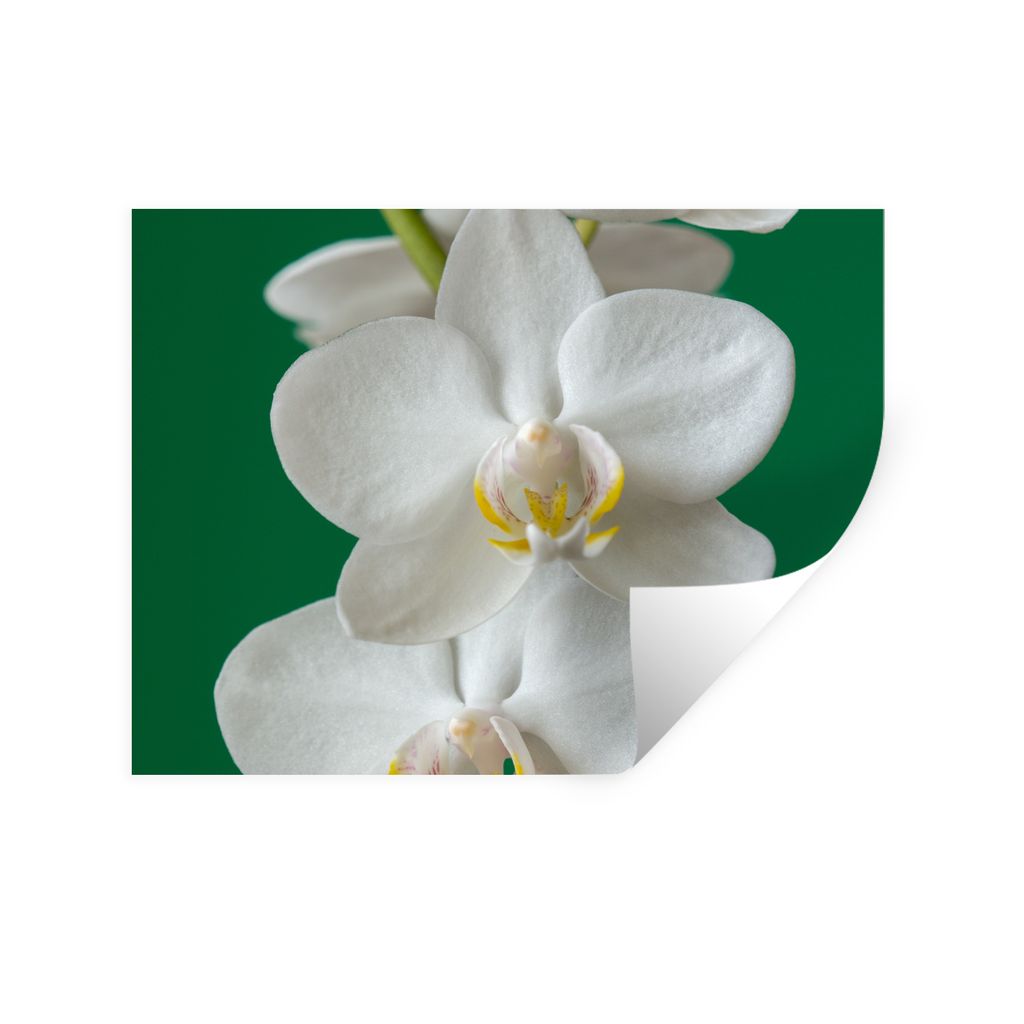 MuchoWow Wandtattoo Wandsticker Wandaufkleber Orchidee mit grünem Hintergrund 40x30 cm Selbstklebend und Repositionierbar - Faltenfrei