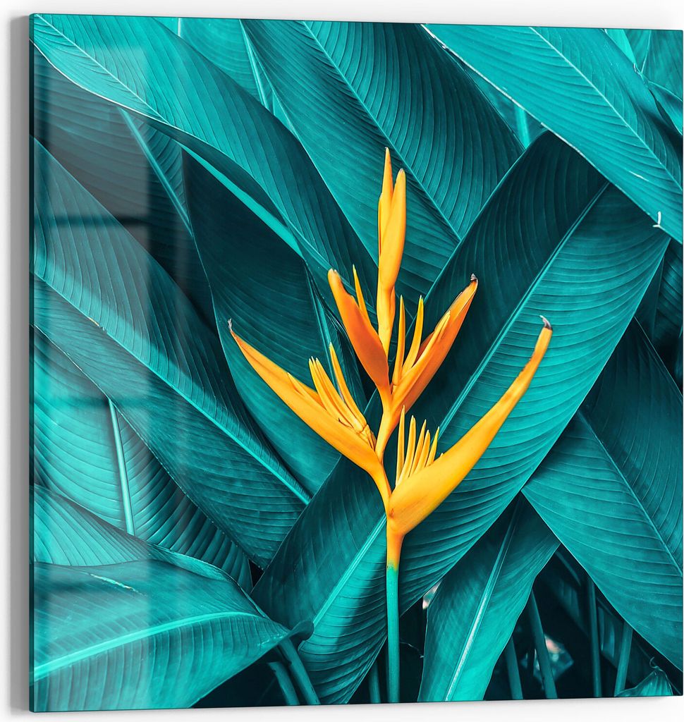 DEQORI Glasbild Acryl 50x50 cm 'Exotische Tropenblüte' Wandbild Bild modern Deko