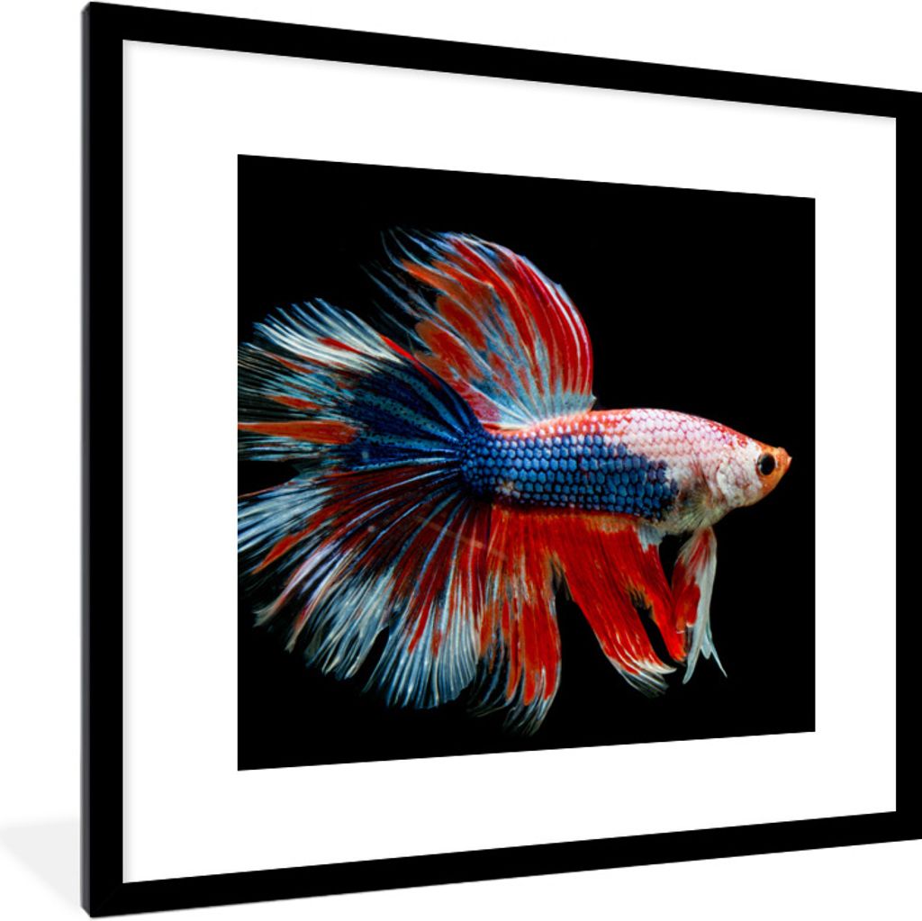 MuchoWow Gerahmtes Poster Fisch - Meerestier - Schwanz - Blau 40x40 cm - Poster mit Schwarzem Bilderrahmen Wandposter Rahmen Foto Bilder - Poster...