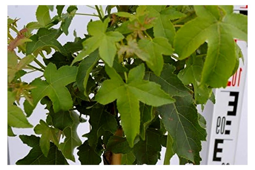 Liquidambar styraciflua Gumball - Zwerg-Kugelamberbaum - Hochstamm 60