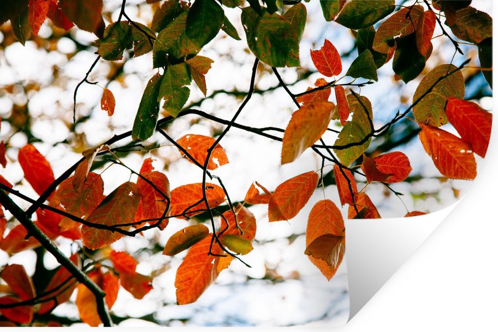 MuchoWow Wandtattoo Wandsticker Wandaufkleber Herbst - Blätter - Landleben - Jahreszeiten 30x20 cm Selbstklebend und Repositionierbar - Wierderv...