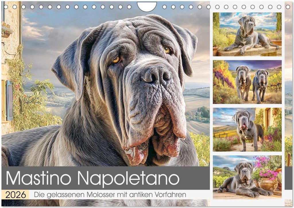 Mastino Napoletano. Die gelassenen Molosser mit antiken Vorfahren (Wandkalender 2026 DIN A4 quer), CALVENDO Monatskalender