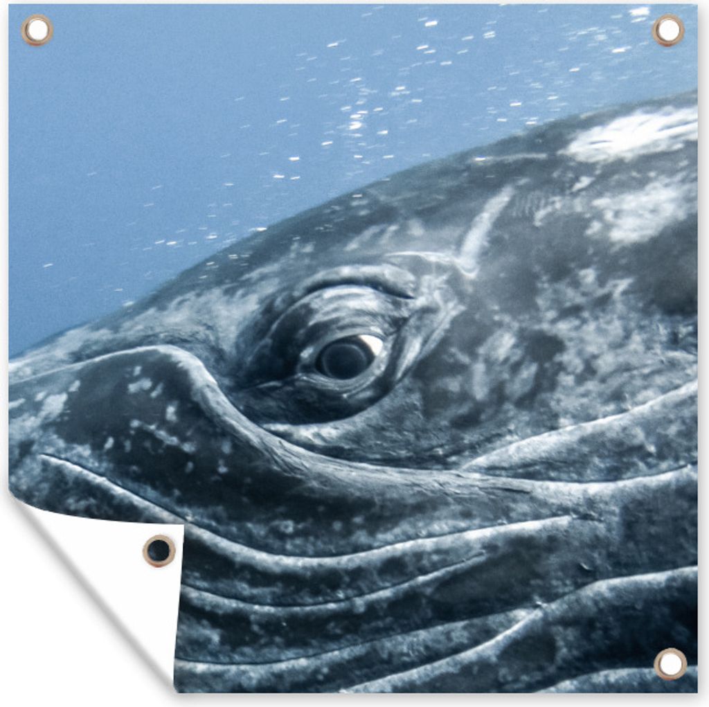 MuchoWow 50x50 cm Outdoor-Poster Gartendeko Sichtschutz Garten Poster für den Garten Wasser - Tiere - Buckelwal