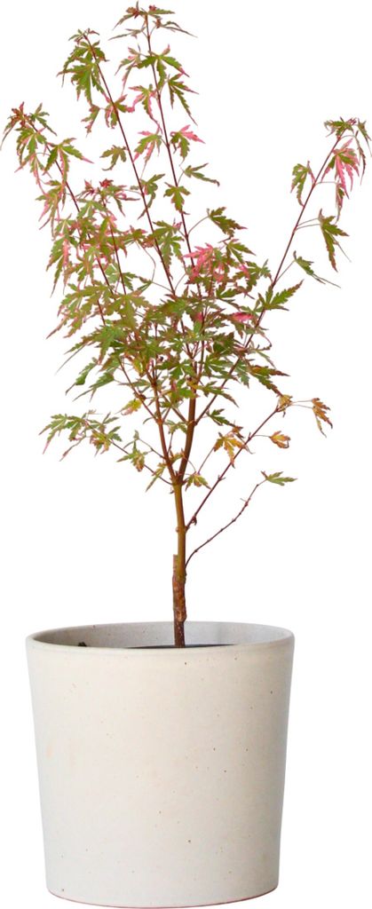 Japonský javor - Acer palmatum 'Taylor' - Výška 50-60cm - Obrázok produktu 7